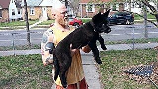 11wk Blue Bay Shepherd Early Leash Training