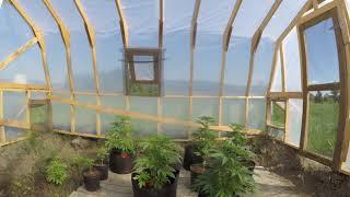 Klondike Midnight sun Cannabis greenhouse