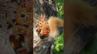 ️ Белочка (мастер-класс на канале)