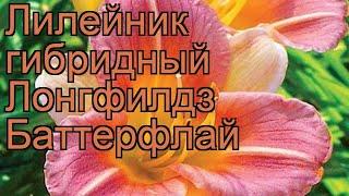 Лилейник гибридный Лонгфилдз Баттерфлай  обзор: как сажать, рассада лилейника Лонгфилдз Баттерфлай