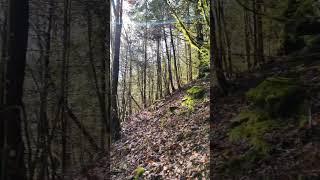 My soul #BlackForest#HikingAdventure #BadenWürttemberg#travelgram #peaceful#serene #StreamFlow#calm