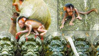 U-nsafe for tiny babies monkeys Masha when moms let their babies out of hand to play independently.