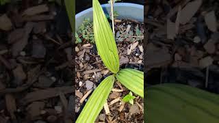 How To Grow A Date Palm @_Ibarbi._ 🪴...#tips  #date#gardening#grow #seed#sprout#farm#travel 