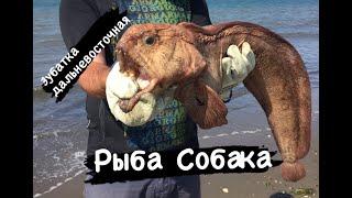 Рыбалка на Сахалине. Рыба Собака, камбала и треска.