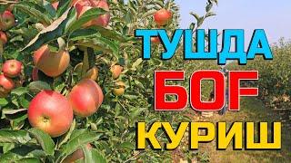 Туш табири - Тушда бог куриш