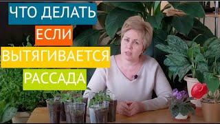 КАК ИЗБЕЖАТЬ ВЫТЯГИВАНИЯ РАССАДЫ? РОЗЫГРЫШ ПРИЗОВ!