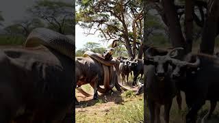 Giant python with herd of wild buffalo #RareAnimals  #youtubeshorts #snake #pythonsnake #animals