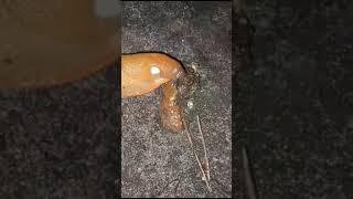 cannibal slug