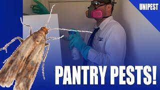 How to Eliminate Indian Meal Moths like a Pro! DIY Pantry Pest Control