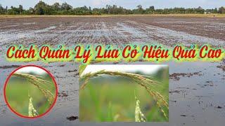 Quản Lý Lúa Cỏ Hiệu Quả | nguyễn tới st