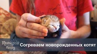 ️ Согреваем новорожденных котят