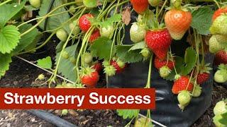 Gradual Success with Strawberries