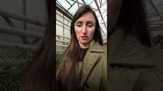 #комнатныерастения #уходзарастениями #озеленение #фитодизайн