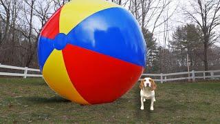 Puppy vs Gigantic Beach Ball Prank: Funny Puppy Dog Indie Gets HUGE Surprise