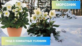 МОРОЗНИК / РОЖДЕСТВЕНСКАЯ РОЗА / Уход в комнатных условиях