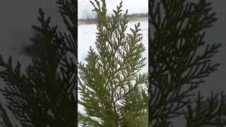 Кипарисовик Лавсона Еректа Вірідіс / Chamaecyparis Lawsoniana Erecta Viridis Хвойна Колекція