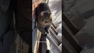  Сегодня вечером 13.03 Барсик проведет для вас медитацию для сна     #catvideos #catlover #barsik