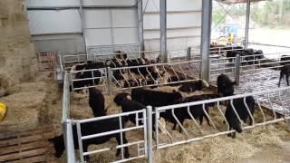 Buildings: four-bay dairy calf to beef shed