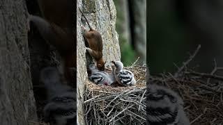 Tiny Eagles Defend Their Nest From a Hungry Rat vs #BabyBird #Birds #rat
