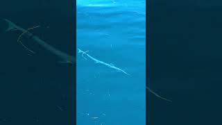 Can you guess this fish species?? #fishing #fish #seafood