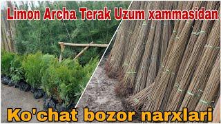 Limon Archa Terak Uzum..... ko'chat narxlari | Ko'chat bozor narxlari Bog'dod