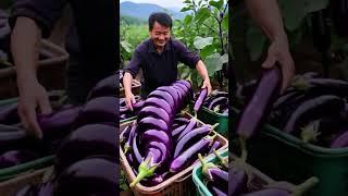 Harvesting Giant Spiral Eggplantsn#farmer #fruit #farming#farm #nature #shorts