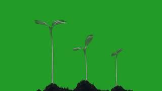 Growing Plants Green Screen! Best Free green screen footage#greenscreen
