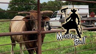 Sights and Sounds of Berry Ranch... A lot of Bull!