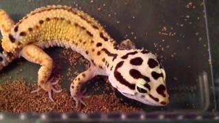 Leopard gecko food and substrate for beginners