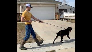 Leash Pulling Is a LEARNED Behavior! - How to avoid the common mistakes that lead to leash pulling