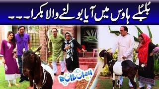 Bulbulay House Mein Aya Bolne Wala Bakra - Khoobsurat | Bulbulay