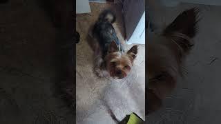 #animals #yorkshireterrier#приколы #втренде #shorts