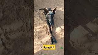 olagadam Pets Mani