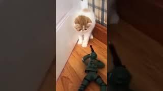 The Cutest Kittens get absolutely terrified of toy army soldier! #SHORTS