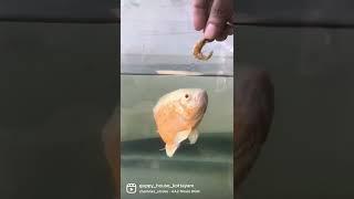 Oscar Fish #fishing  #fishlover
