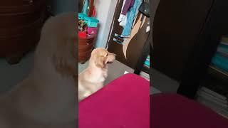 Golden retriever trixie watching our vlog#Saveo zone famous vlog#ytshorts