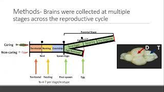 Neurogenomic signatures of paternal care in three-spined stickleback [Behrens, Colby]