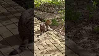Забрел нахальный котейка