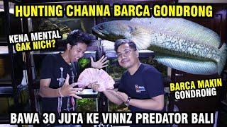 HUNTING CHANNA BARCA GONDRONG! BAWA CASH 30 JUTA KE VINZ PREDATOR BALI