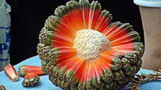 The Most Expensive Fruits In The World