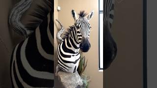 Bison, Kudu, and Zebra: OH MY!!