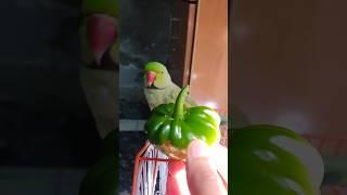 Cute Parrot Not Eating #8083 #beauty #viral