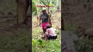 sotera gemino Ranch # right fact review @ Tagboan cataingan Masbate city  ️