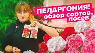 Пеларгония! НЕ ИЗДЕВАЙТЕСЬ НАД СЕМЕНАМИ! Простой посев от А до Я