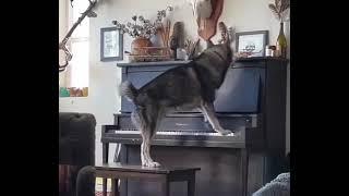 Singing Husky while playing piano