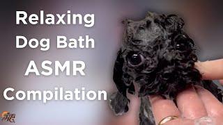 Relaxing Dog Bath ASMR Compilation | Jess Rona Grooming