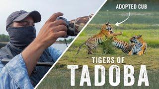 TIGERS OF TADOBA Ep 1 - Filming Wildlife in Tadoba-Andhari Tiger Reserve | Feat. MAMA & BHANJA