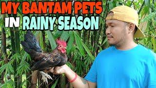 HOW TO RAISE YOUR CHICKEN IN RAINY SEASON?