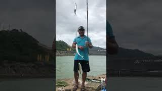 Caught 4 ditch fish at the same time in 1 bait #shorts
