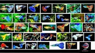 wait for end@mr. guppies guppy lovers